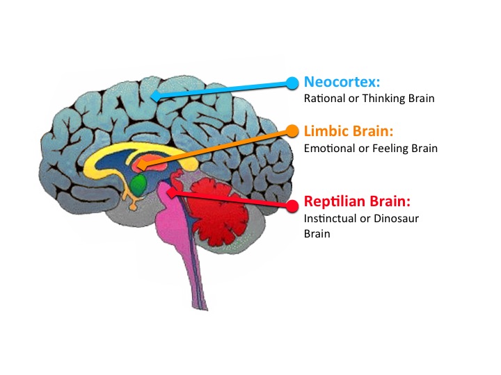 reptillian-brain